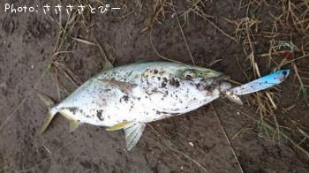 イナダ