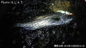 シーバス