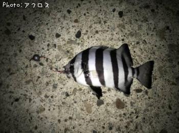 サンバソウ