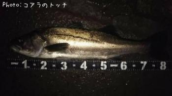 シーバス