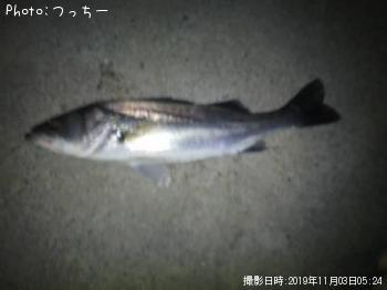 シーバス