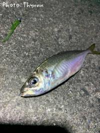 アジ