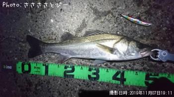 シーバス