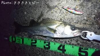 シーバス