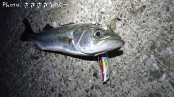 シーバス