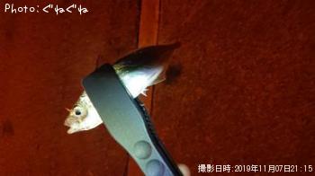 アジ