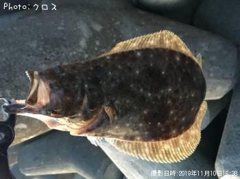 ヒラメ
