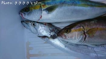 ワラサ＆真鯛＆オオモンハタ