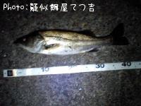 シーバス