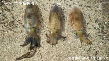 アオリイカ