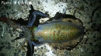 アオリイカ