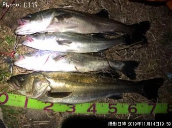 シーバス、クロダイ