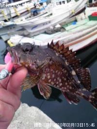 カサゴ