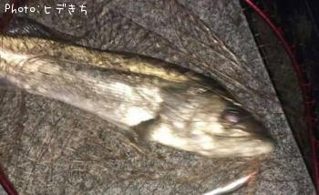 シーバス