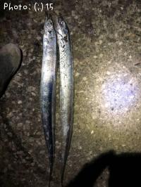 タチウオ