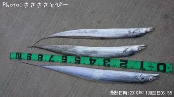 タチウオ