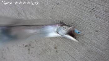 タチウオ