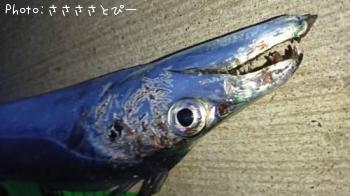 タチウオ