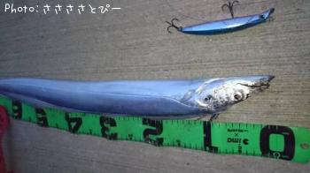タチウオ