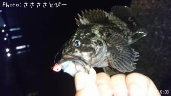 饽Х