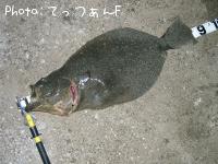 ヒラメ