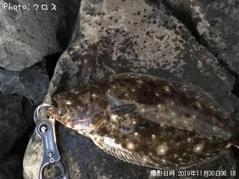 ヒラメ