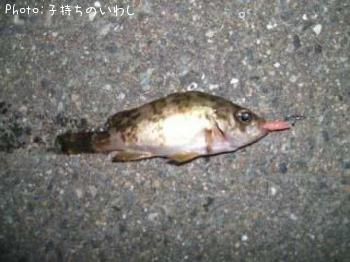 メバル