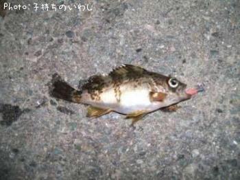 メバル