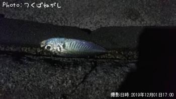 アジ　アナハゼ