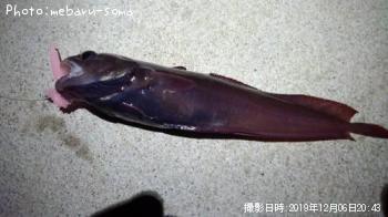 エゾイソアイナメ