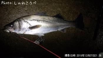 シーバス