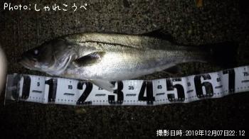 シーバス