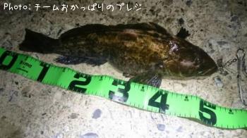 アイナメ