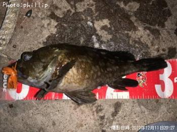カサゴ