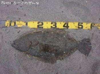 ヒラメ