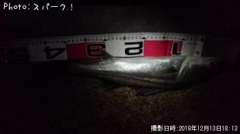 シーバス
