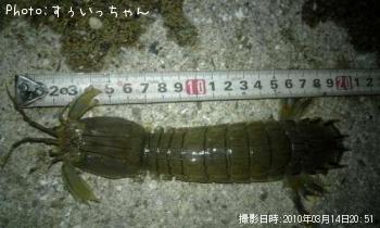 シャコ