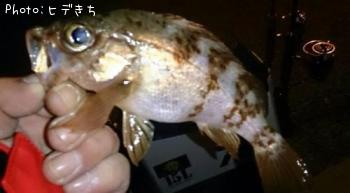 メバル
