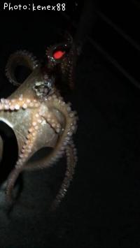タコ