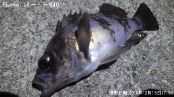 メバル