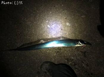 シーバス、タチウオ、鳥