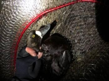 シーバス、タチウオ、鳥