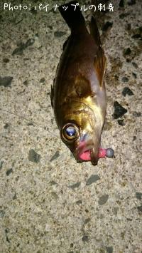 メバル