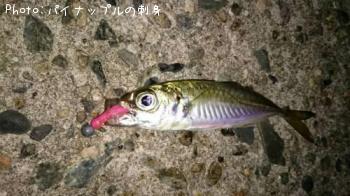 アジ