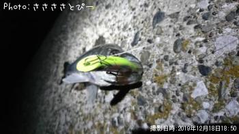 シーバス