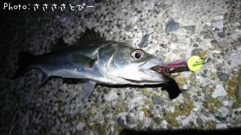 シーバス