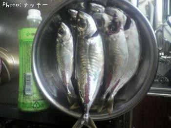 アジ