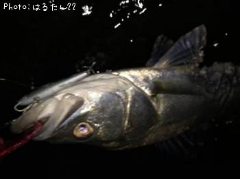 シーバス