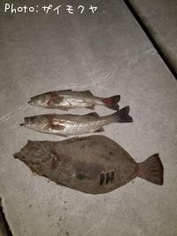 釣果