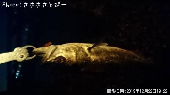 シーバス